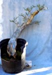 Water-elm10-31-17-2.JPG