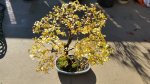 Chinese elm fall colors 1.jpg