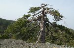 battered-spliced-pine-tree-cyprus-troodos-4.jpg