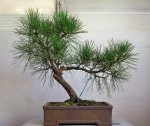 pine oldest 1.jpg