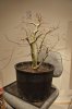 Dwarf_Maple (3 of 7).jpg Dwarf_Maple (3 of 7).jpg
