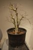 Dwarf_Maple (5 of 7).jpg Dwarf_Maple (5 of 7).jpg