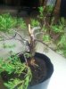 bonsai 012.jpg