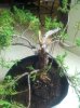 bonsai 013.jpg