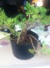bonsai 003.jpg