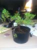 bonsai 004.jpg