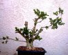 Boxwood-twin-trunk-4b.jpg