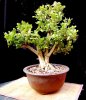 Boxwood-twin-trunk-4d.jpg