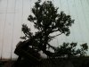 utah juniper 121511 001.jpg