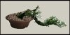 BOnsai-utah-juniper.jpg