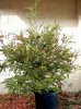 dec-2011-redwood-060a.jpg