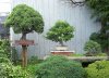 LARGE-SPRUCE.jpg