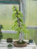 bonsai 2011 spring 014.jpg
