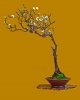 Prunus Mume C. 1-1-12 b.jpg