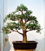 Buxus microphylla, Boxwood 8 (2011 12-3) a.jpg