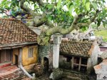 miniature-landscape-bonsai-3 (1).jpg