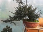 IMG_20171226_134514.jpg