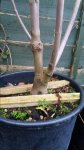 Flowering Dogwood Cornus Florida Trunk.jpg