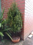 taxus_mijnbomen_tb06-1.jpg
