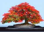 flambonsai6.jpg