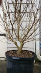 CrapeMyrtle02.jpg CrapeMyrtle02.jpg
