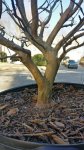 CrapeMyrtle03.jpg CrapeMyrtle03.jpg