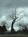 EnsleyTree.jpg