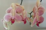 office orchid.jpg