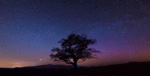 starry-night-forest-nature-gif-3.gif