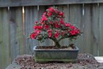 DSC07394-1.jpg