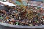 DSC07354-1.jpg