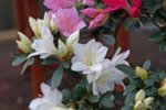 DSC07731-1.jpg