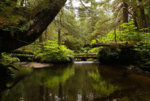 Forest+stream+log+bridges+Southeast+Alaska.jpeg