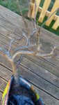 Bramley Clone 20A.jpg Bramley Clone 20A.jpg