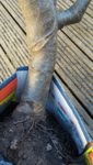 Bramley Clone 20B.jpg Bramley Clone 20B.jpg