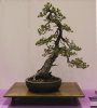 五葉松(graft).jpg