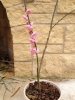 prunus mume repot prior.jpg