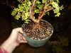 bonsai018.jpg