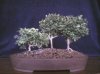 Boxwood forest 3.jpg