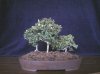 Boxwood forest 4.jpg