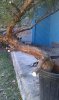 IMAG0034.jpg
