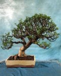 portulacaria-bonsai.jpg