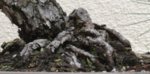 Japanese_Black_Pine_bonsai,_2011-05-29.jpg