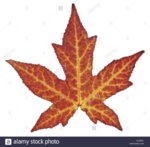 sweetgum-leaf-in-autumn-A2J6DX (Small).jpg