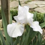 2018.WhiteIris.jpg