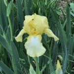 2018.YellowIris.jpg