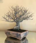 ChineseHackberry01.jpg