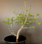 Wired Burning Bush-2.jpg