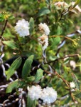 Spirea Flowers.jpg