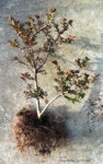 Dwarf Crepe Myrtle LG.jpg